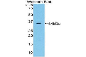 Western Blotting (WB) image for anti-Nucleoporin 205kDa (NUP205) (AA 1735-2000) antibody (ABIN1860081) (NUP205 Antikörper  (AA 1735-2000))