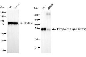 Western blotting analysis using Phospho-PKC alpha (Ser657) antibody (ABIN7799985).