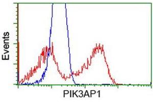 HEK293T cells transfected with either RC214125 overexpress plasmid (Red) or empty vector control plasmid (Blue) were immunostained by anti-PIK3AP1 antibody (ABIN2453459), and then analyzed by flow cytometry. (PIK3AP1 Antikörper)