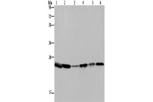 Western Blotting (WB) image for anti-rho GDP Dissociation Inhibitor (GDI) alpha (ARHGDIA) antibody (ABIN2430167)