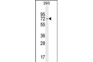 I2BP2 Antibody (Center) (ABIN654481 and ABIN2844216) western blot analysis in 293 cell line lysates (35 μg/lane).