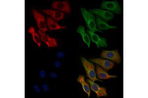 ABIN6259611 and ABIN6276102 staining Hela cells by IF/ICC. (OR89 Antikörper  (Internal Region))