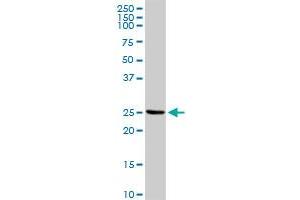 IL32 MaxPab rabbit polyclonal antibody. (IL32 Antikörper  (AA 1-188))