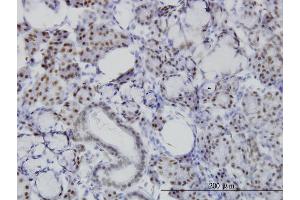 Immunoperoxidase of monoclonal antibody to NFIC on formalin-fixed paraffin-embedded human salivary gland. (NFIC Antikörper  (AA 1-428))