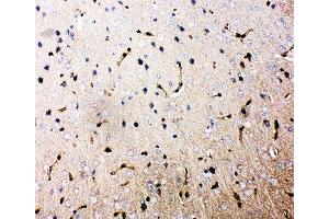 IHC-P: Aquaporin 4 antibody testing of rat brain tissue (Aquaporin 4 Antikörper  (AA 258-27))
