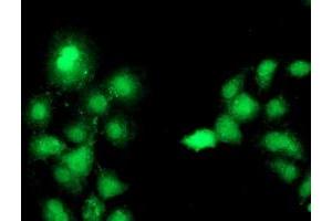 Anti-C1S mouse monoclonal antibody (ABIN2455417) immunofluorescent staining of COS7 cells transiently transfected by pCMV6-ENTRY C1S (RC218963). (C1S Antikörper)