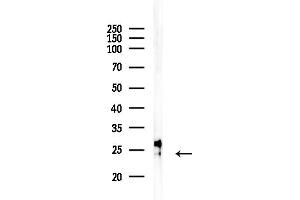 anti-Interleukin 17B (IL17B) (Internal Region) antibody