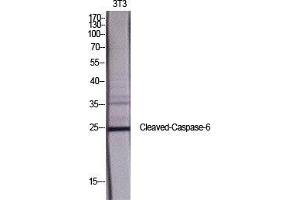 Western Blot (WB) analysis of specific cells using Cleaved-Caspase-6 p18 (D162) Polyclonal Antibody. (Caspase 6 p18 (Asp162), (cleaved) Antikörper)