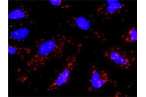 Proximity Ligation Analysis of protein-protein interactions between CAPN1 and GRIN2B. (GRIN2B Antikörper  (AA 127-236))