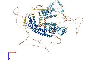 GRID2IP Protein (AA 1-1211) (His tag)