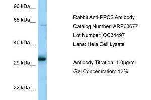 Western Blotting (WB) image for anti-Phosphopantothenoylcysteine Synthetase (PPCS) (C-Term) antibody (ABIN2789588) (PPCS Antikörper  (C-Term))