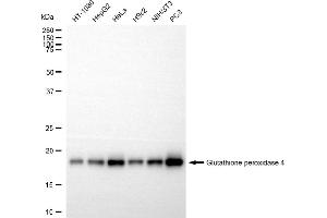 Western blotting analysis using glutathione peroxidase 4 antibody (ABIN7798753). (Rekombinanter GPX4 Antikörper)