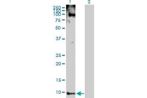 Western Blot analysis of PYY expression in transfected 293T cell line by PYY MaxPab polyclonal antibody. (Peptide YY Antikörper  (AA 1-97))
