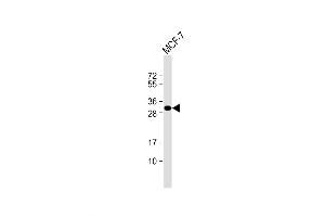 Western Blot at 1:1000 dilution + MCF-7 whole cell lysate Lysates/proteins at 20 ug per lane. (Latexin Antikörper  (N-Term))
