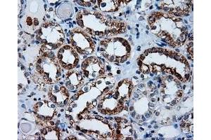 Immunohistochemical staining of paraffin-embedded Kidney tissue using anti-APP mouse monoclonal antibody. (APP Antikörper)