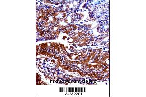 Mouse Npr1 Antibody immunohistochemistry analysis in formalin fixed and paraffin embedded mouse duodenum tissue followed by peroxidase conjugation of the secondary antibody and DAB staining. (NPR1 Antikörper  (N-Term))