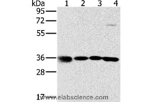 Western blot analysis of 293T, K562, 231 and hela cell, using MRPL39 Polyclonal Antibody at dilution of 1:600