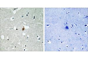 Peptide - +Immunohistochemistry analysis of paraffin-embedded human brain tissue usingantibody.