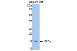Western Blotting (WB) image for anti-Leukemia Inhibitory Factor Receptor alpha (LIFR) (AA 382-486) antibody (ABIN3208375)