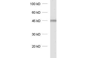dilution: 1 : 1000, sample: rat spinal cord homogenate (CAMK1 Antikörper)