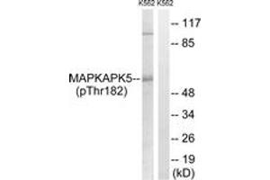 Western blot analysis of extracts from K562 cells treated with Na3VO4 0. (MAPKAP Kinase 5 Antikörper  (pThr182))