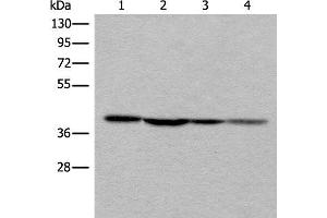 Western blot analysis of 293T 231 and Hela cell lysates using ROM1 Polyclonal Antibody at dilution of 1:400