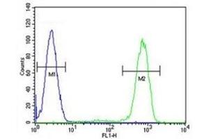 Caspase-12 antibody flow cytometric analysis of HL-60 cells (right histogram) compared to a negative control cell (left histogram). (Caspase 12 Antikörper  (AA 165-193))