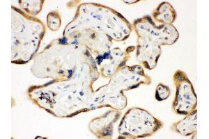 Immunohistochemistry (IHC) image for anti-Toll-Like Receptor 7 (TLR7) (AA 1020-1047), (C-Term) antibody (ABIN3043948)