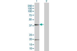 Western Blot analysis of CLDN10 expression in transfected 293T cell line by CLDN10 MaxPab polyclonal antibody. (CLDN10 Antikörper  (AA 1-228))