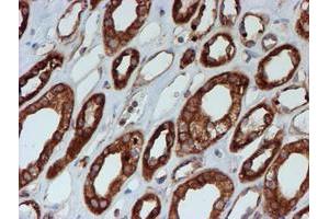 Immunohistochemical staining of paraffin-embedded Human Kidney tissue using anti-SCFD1 mouse monoclonal antibody. (SCFD1 Antikörper)