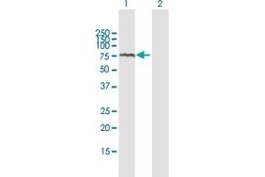 Western Blot analysis of ADAM2 expression in transfected 293T cell line by ADAM2 MaxPab polyclonal antibody. (ADAM2 Antikörper  (AA 1-579))