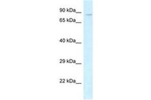 Image no. 1 for anti-Cadherin 5 (CDH5) (AA 279-328) antibody (ABIN6747439) (Cadherin 5 Antikörper  (AA 279-328))