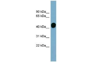 WB Suggested Anti-HP Antibody Titration:  0. (Haptoglobin Antikörper  (Middle Region))