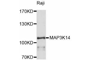 Western blot analysis of extracts of Raji cells, using MAP3K14 antibody (ABIN4904296) at 1:1000 dilution.