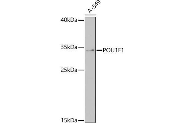 POU1F1 Antikörper