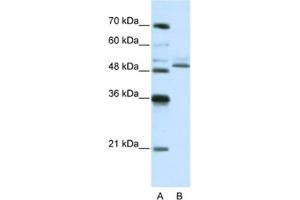 Western Blotting (WB) image for anti-Zinc Finger Protein 296 (ZNF296) antibody (ABIN2461980) (Zinc Finger Protein 296 (ZNF296) Antikörper)