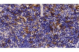 Detection of HO1 in Mouse Spleen Tissue using Polyclonal Antibody to Heme Oxygenase 1 (HO1) (HMOX1 Antikörper  (AA 99-237))