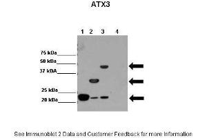 Lanes:   Lane 1: 2ug hATX3 (isoform2); Josephin domain(1-182) Lane 2: 2ug hATX3 (isoform2); C-terminal truncated Atx3 (1-264) Lane 3: 2ug hATX3 (isoform2) Lane 4: 2ug other protein  Primary Antibody Dilution:    1:10,000  Secondary Antibody:   Anti-rabbit HRP  Secondary Antibody Dilution:    1:20,000  Gene Name:   ATXN3  Submitted by:   Dr.