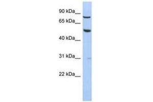 Image no. 1 for anti-G Protein-Coupled Receptor 56 (GPR56) (N-Term) antibody (ABIN6744295)