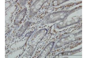 Immunoperoxidase of monoclonal antibody to RGS3 on formalin-fixed paraffin-embedded human small Intestine. (RGS3 Antikörper  (AA 1-192))