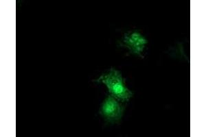 Anti-SDS mouse monoclonal antibody (ABIN2455362) immunofluorescent staining of COS7 cells transiently transfected by pCMV6-ENTRY SDS (RC217814). (serine Dehydratase Antikörper)