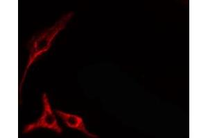 ABIN6274689 staining HepG2 cells by IF/ICC. (Laminin beta 1 Antikörper  (C-Term))