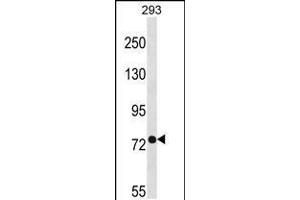 Western blot analysis in 293 cell line lysates (35ug/lane). (PHEX Antikörper  (C-Term))