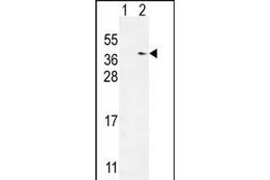 Western blot analysis of TXNDC6 (arrow) using rabbit polyclonal TXNDC6 Antibody (Center) (ABIN654968 and ABIN2844606). (NME9 Antikörper  (AA 111-139))