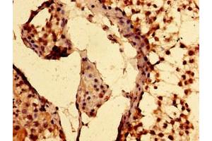 Immunohistochemistry of paraffin-embedded human testis tissue using ABIN7151747 at dilution of 1:100