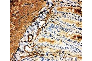 IHC-F: GLUT5 antibody testing of rat intestine tissue (SLC2A5 Antikörper  (Middle Region))