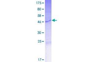 Keratin Associated Protein 10-2 (KRTAP10-2) (AA 1-255) protein (GST tag)