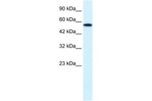 Western Blotting (WB) image for anti-Checkpoint Kinase 1 (CHEK1) antibody (ABIN2460510) (CHEK1 Antikörper)