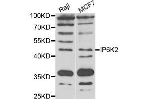 Western blot analysis of extracts of various cell lines, using IP6K2 antibody (ABIN5974325) at 1/1000 dilution. (IP6K2 Antikörper)