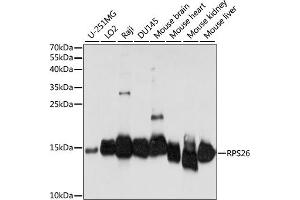 Western blot analysis of extracts of various cell lines, using RPS26 antibody (ABIN7270021) at 1:1000 dilution. (RPS26 Antikörper  (AA 1-100))